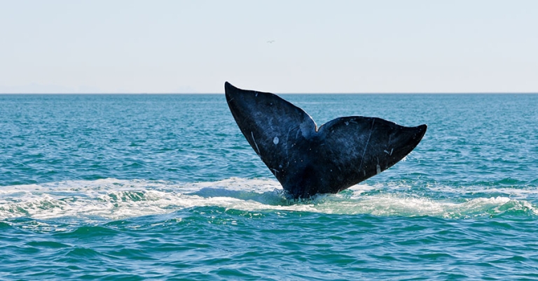 A whale's flukes break above the surface of the ocean