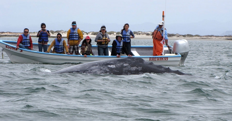 Nine people watch from a small motorized boat as a whale's dorsal ridge rises out of the water