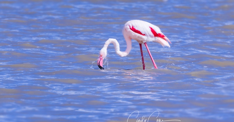 A Greater Flamingo wades in water with its head and beak angled down toward the surface