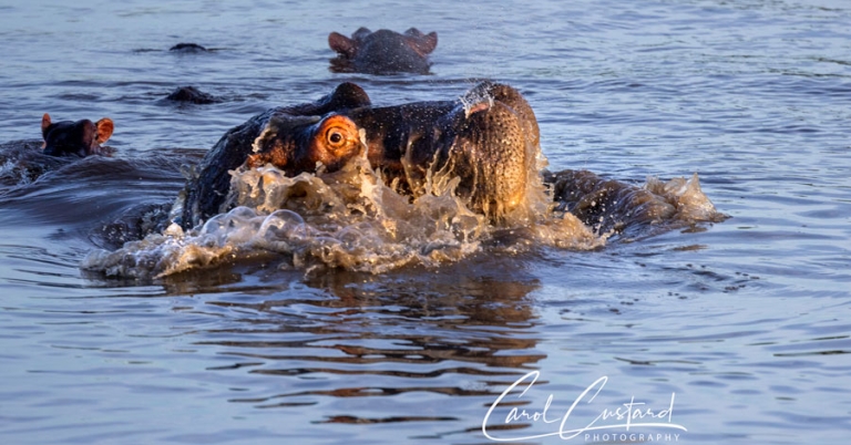 A submerged hippo creates bubbles and splashing water as its head breaks above the surface