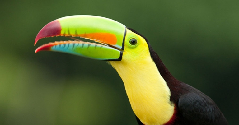 Upper body and head of a Keel-billed Toucan with partially open beak