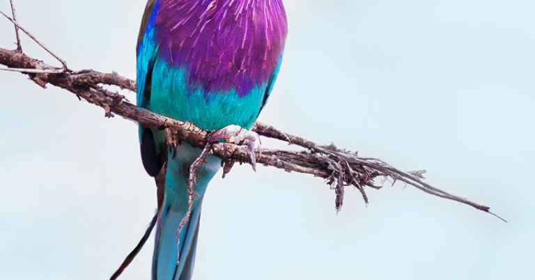 A Lilac-breasted Roller sits perched on a thorny branch with its beak open