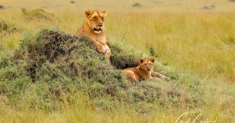 An adult lion rests on a small mound of dirt and grass, with a cub lying just below