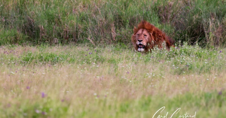 A lion with a full mane lies partially obscured in the grass