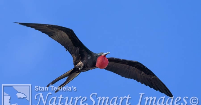A Magnificent Frigatebird with prominent throat pouch in flight