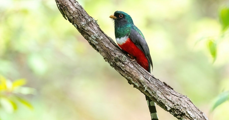 A Mountain Trogon sits perched on a small branch