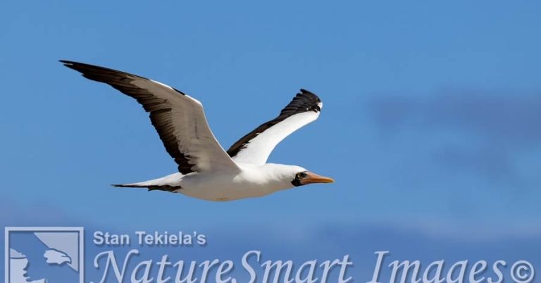 Side view of a Nazca Booby in flight 