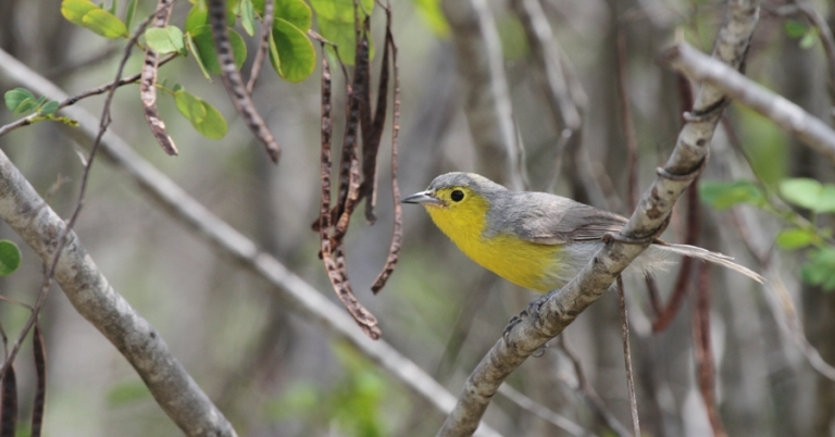 Oriente Warbler perched on a branch