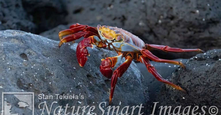 Close-up of a Sally Lightfoot crab sitting on lava rocks