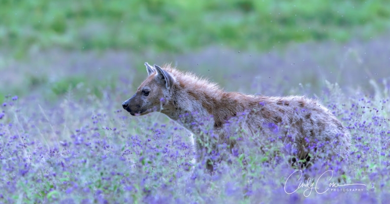 A spotted hyena stands in a field of purple flowers