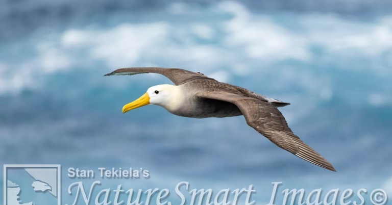 A Waved Albatross in flight with ocean waves in the background