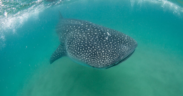 Underwater view of a whale shark swimming