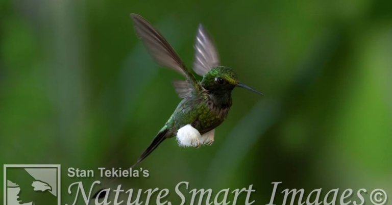 A White-booted Racket-tail hummingbird in flight