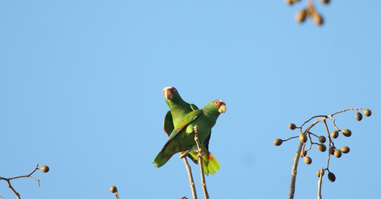 White-fronted Amazons perched on branches