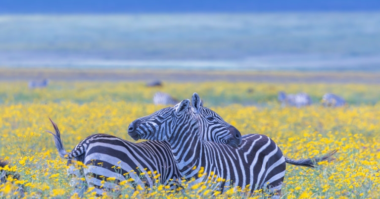 Two zebras stand together in a field of yellow flowers, each resting its head on the other's back