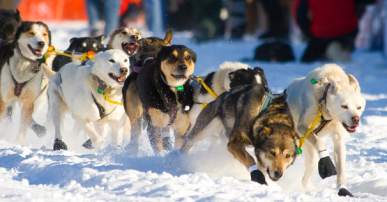 Iditarod Trail Sled Dog Race in Alaska