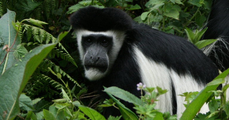 Black and white colobus monkey nestled among vegetation
