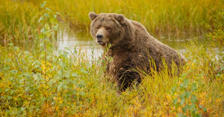 Brown Bear in Alaska