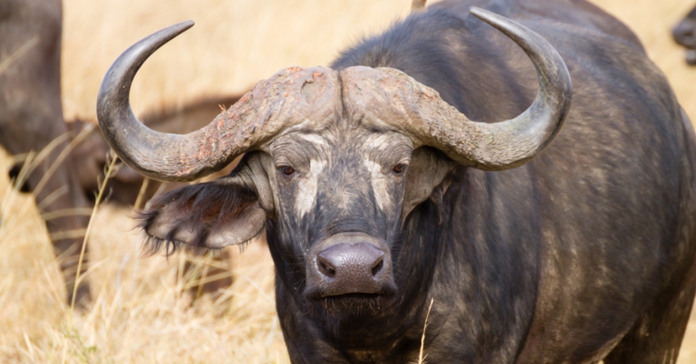 Cape Buffalo at Serengeti National Park