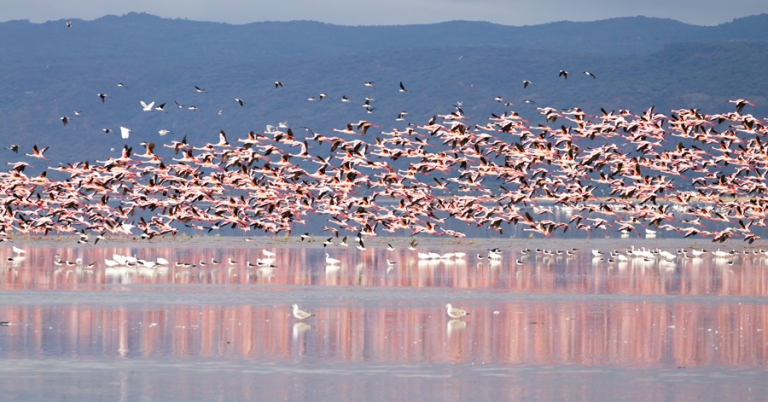 Flock of Flamingos in Lake Manyara, Tanzania