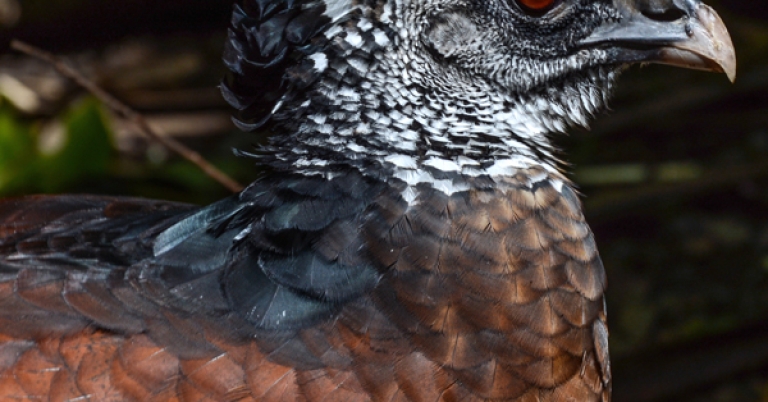 Great Curassow up close