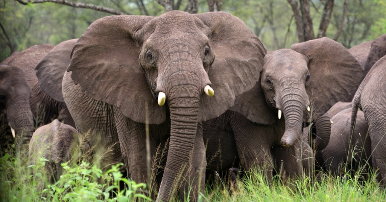 Herd of elephants in the Serengeti