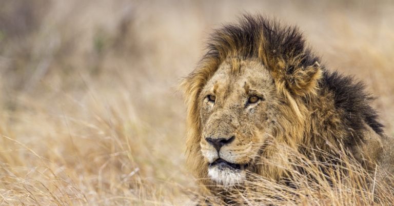 Lion resting