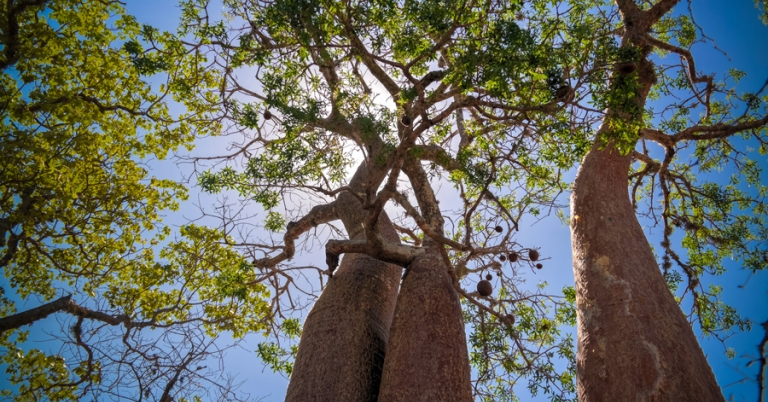Fony Baobabs intertwined at Reniala Reserve