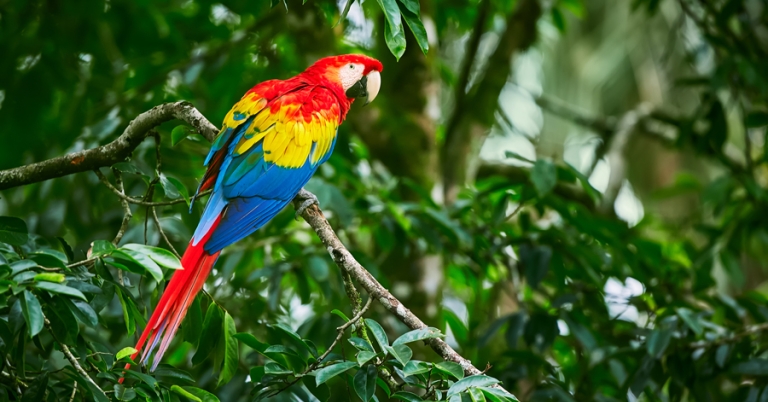 Scarlet Macaw perched on a branch