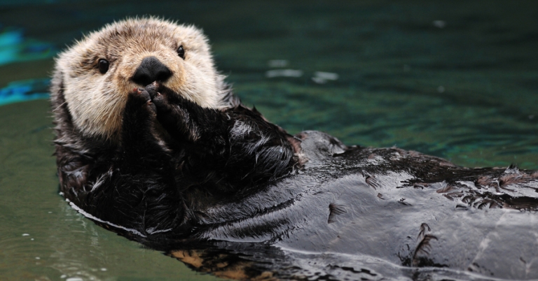 Sea otter swimming