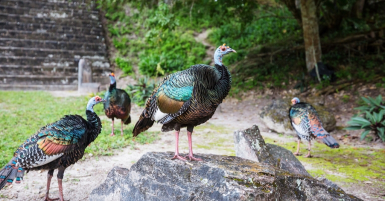 Ocellated Turkeys at Tikal National Park in Guatemala