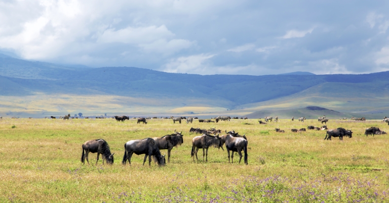 Zebras and wildebeest grazing at Ngorongoro Crater in Tanzania