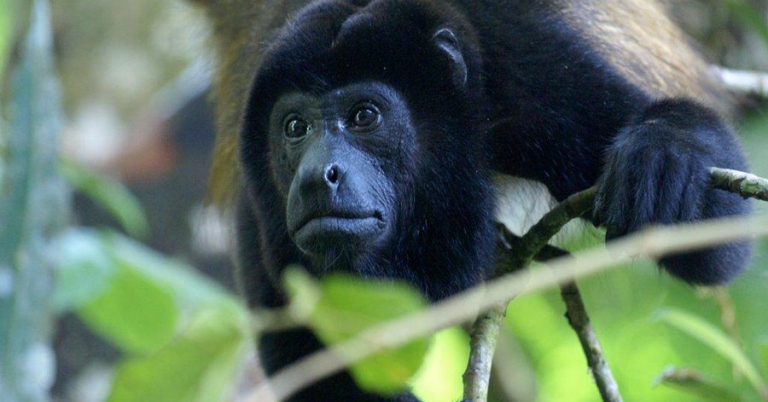 A howler monkey peers through the tree branches
