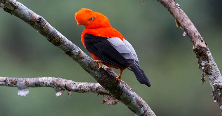 An Andean Cock-of-the-rock perched on a small branch