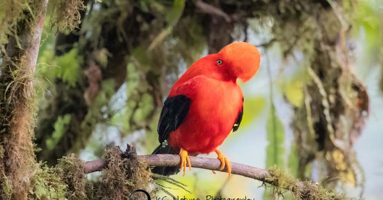 An Andean Cock-of-the-rock perches on a mossy branch