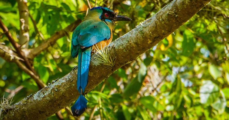 An Andean Motmot sits on a tree branch