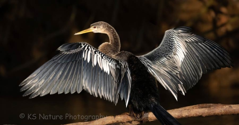 bird perched on a branch and spreading its wings
