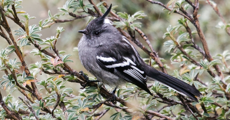 An Ash-breasted Tit-Tyrant perches in some shrubbery