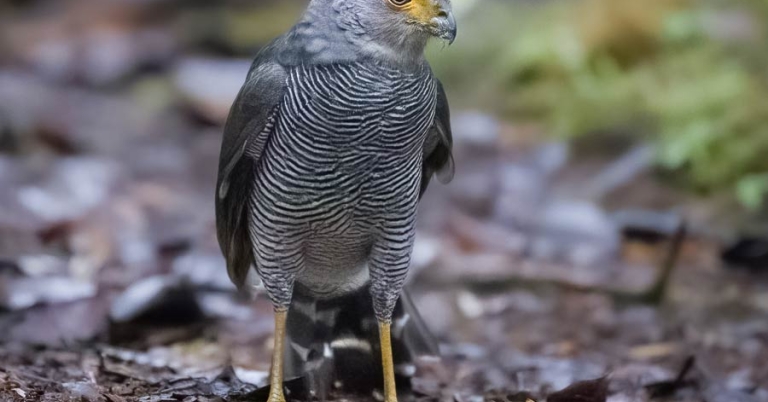A Barred Forest-Falcon stands on the forest floor