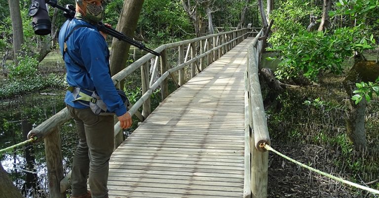 A person holding a birding scope stands at the beginning of a wooden boardwalk that leads through mangrove habitat