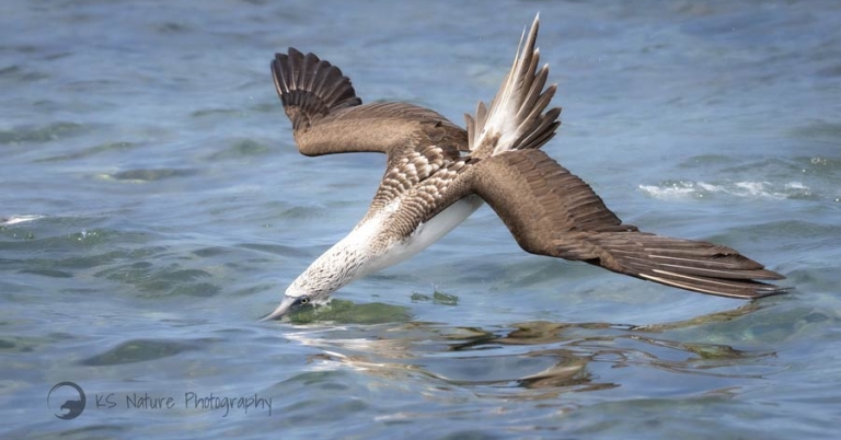 A diving Blue-footed Booby flies just above the water's surface, with only its beak partially submerged