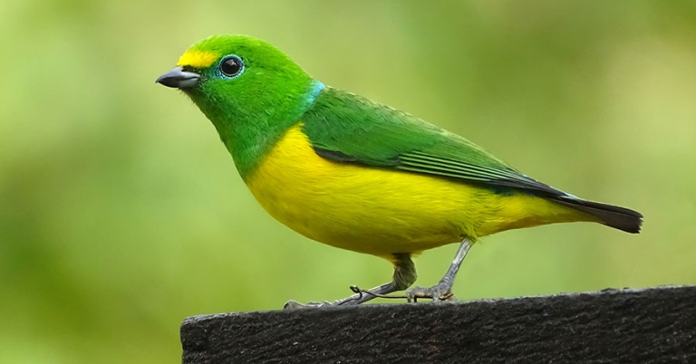 Close-up of a Blue-naped Chlorophonia standing on a flat surface