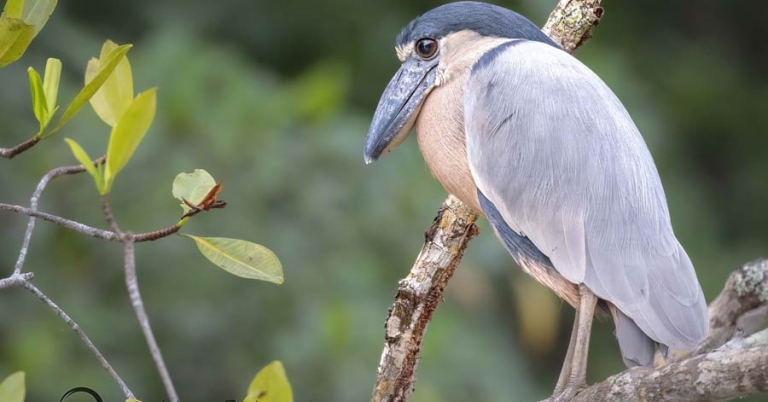 bird perched on a branch