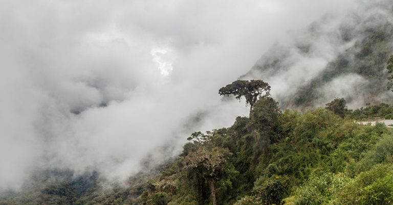 Low-hanging clouds partially obscure a forested mountainside with a curving road at the edge of the frame