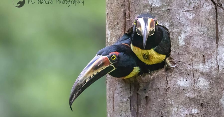 two birds looking out of their nest