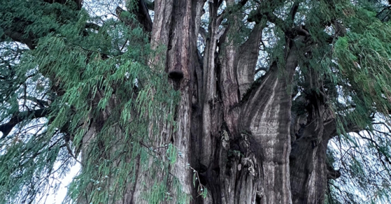 Árbol del Tule in Santa María del Tule, Oaxaca, Mexico