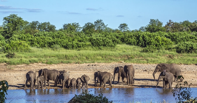 Approximately a dozen juvenile and adult elephants gather around the edge of a waterhole