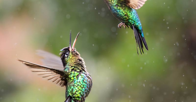 two birds flying together
