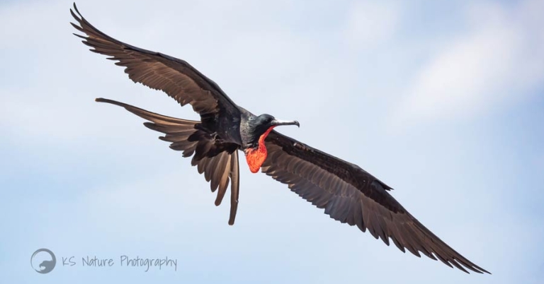 A male frigatebird flies against the backdrop of a partially cloudy sky