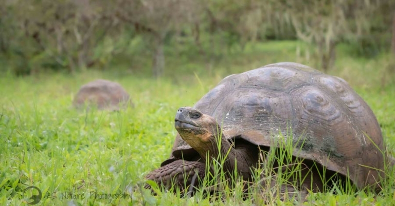 Two Galapagos giant tortoises rest in a grassy field